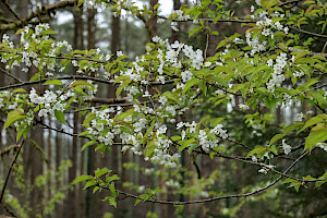 Wild Cherry: Prunus avium