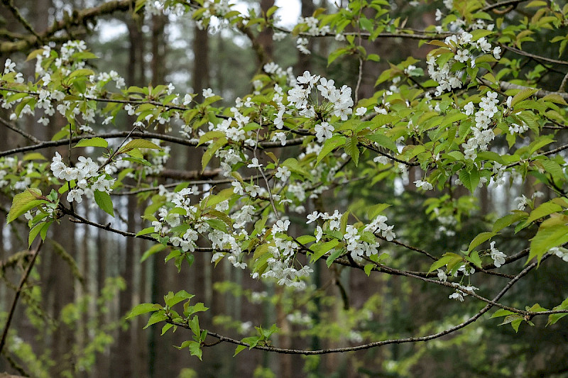Prunus avium - &copy; Charles Hipkin