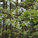 Prunus avium
