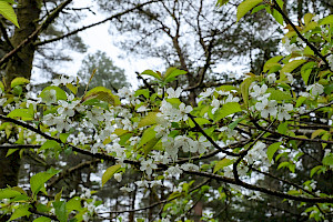Wild Cherry: Prunus avium