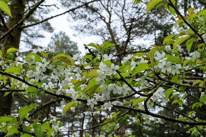 Prunus avium - &copy; Charles Hipkin