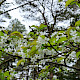Prunus avium