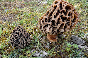 Morel: Morchella esculenta agg.