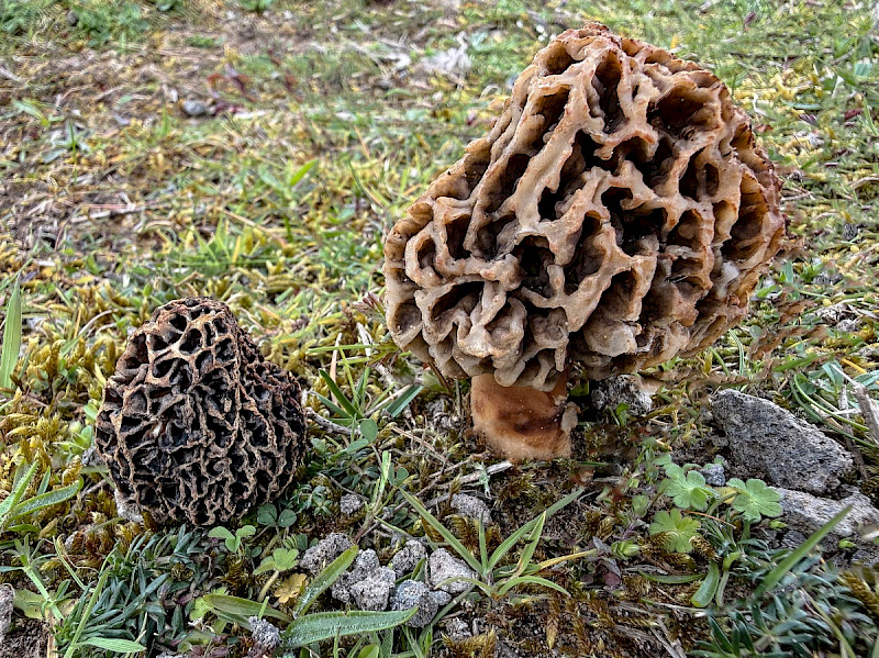 Morchella esculenta agg. - &copy; Charles Hipkin