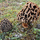 Morchella esculenta agg.