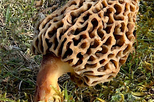 Morchella esculenta agg. Morel