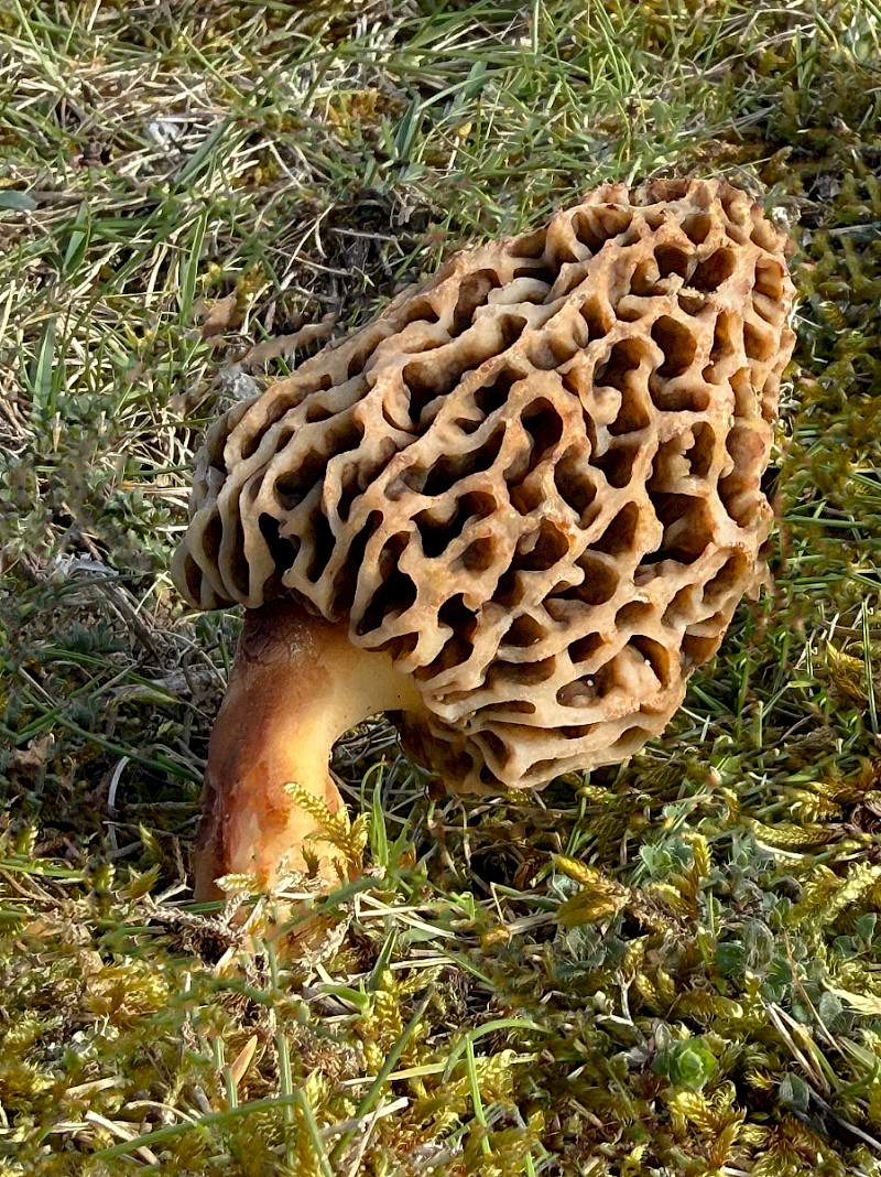 Morchella esculenta agg. - &copy; Charles Hipkin
