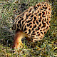 Morchella esculenta agg.
