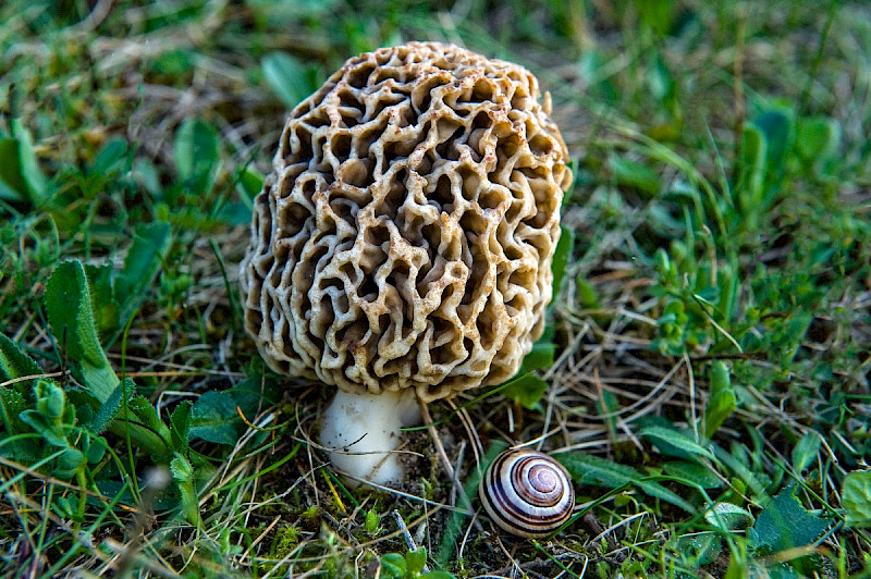Morchella esculenta agg. - &copy; Charles Hipkin