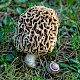 Morchella esculenta agg.