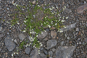 Heath Bedstraw: Galium saxatile