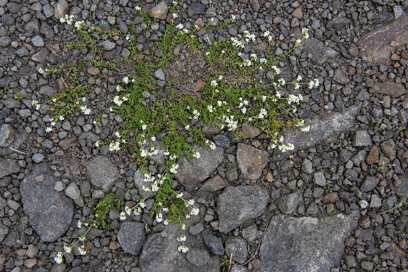 Galium saxatile - &copy; Charles Hipkin