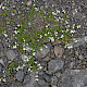 Galium saxatile