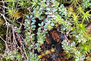 Heath Bedstraw: Galium saxatile