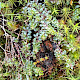 Galium saxatile