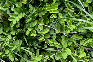 Wild Liquorice: Astragalus glycyphyllos
