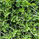 Astragalus glycyphyllos