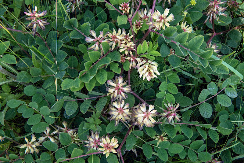 Astragalus glycyphyllos - &copy; Charles Hipkin