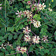 Astragalus glycyphyllos