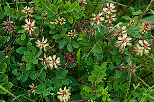 Astragalus glycyphyllos Wild Liquorice