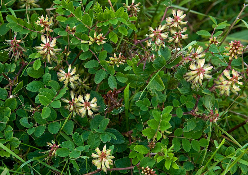 Astragalus glycyphyllos - &copy; Charles Hipkin