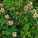 Astragalus glycyphyllos