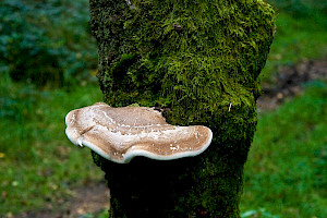 Silver Birch: Betula pendula