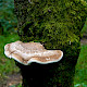 Betula pendula