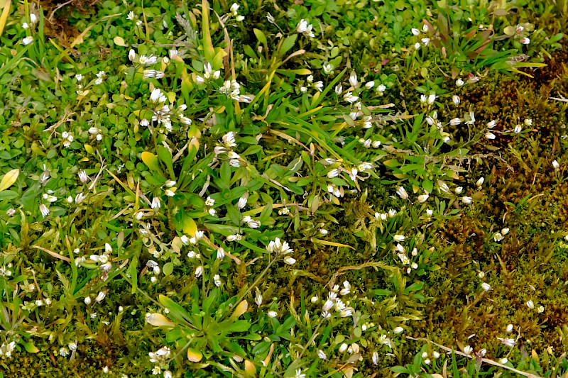 Erophila verna - &copy; Charles Hipkin