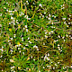 Erophila verna