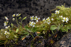 Erophila verna Common Whitlowgrass