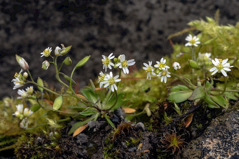 Erophila verna - &copy; Charles Hipkin