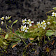 Erophila verna