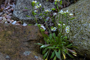 Common Whitlowgrass: Erophila verna