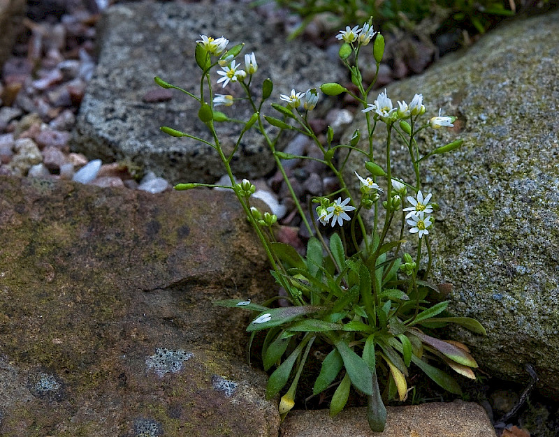 Erophila verna - &copy; Charles Hipkin