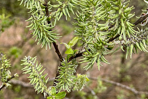 Grey Willow: Salix cinerea