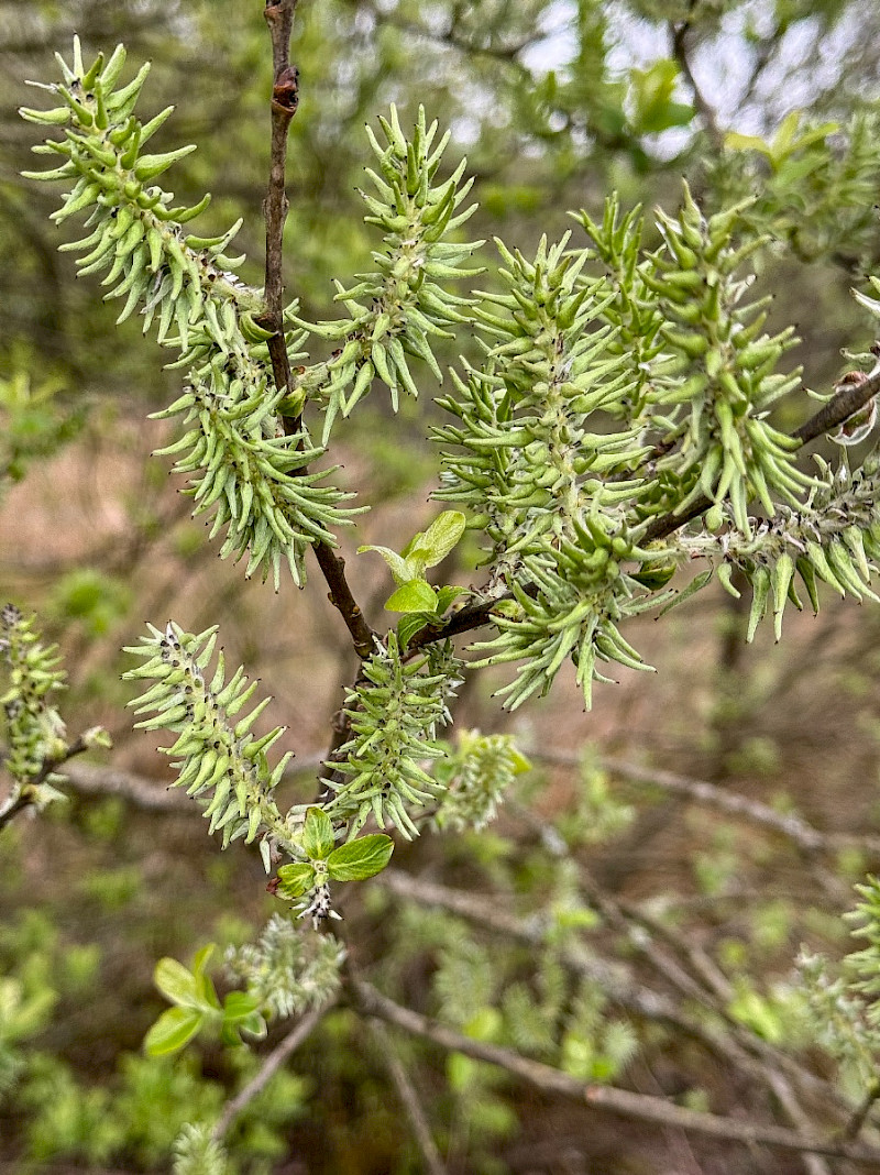 Salix cinerea - &copy; Charles Hipkin