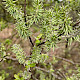Salix cinerea