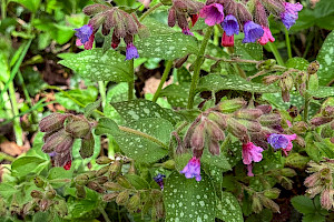 Pulmonaria officinalis Lungwort