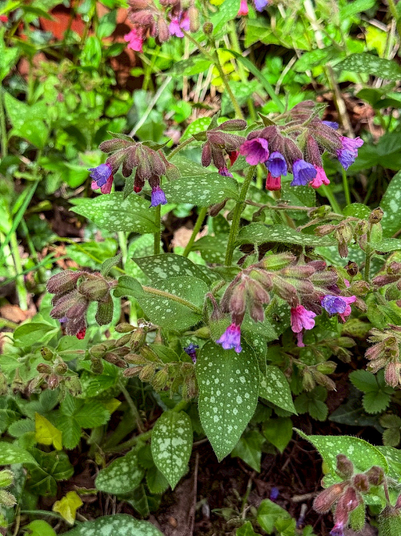 Pulmonaria officinalis - &copy; Charles Hipkin