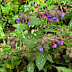 Pulmonaria officinalis