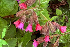 Lungwort: Pulmonaria officinalis