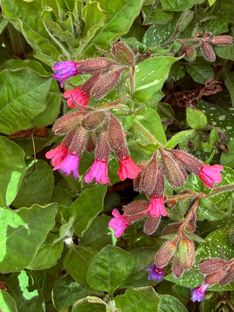 Pulmonaria officinalis - &copy; Charles Hipkin