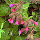 Pulmonaria officinalis