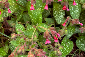 Lungwort: Pulmonaria officinalis