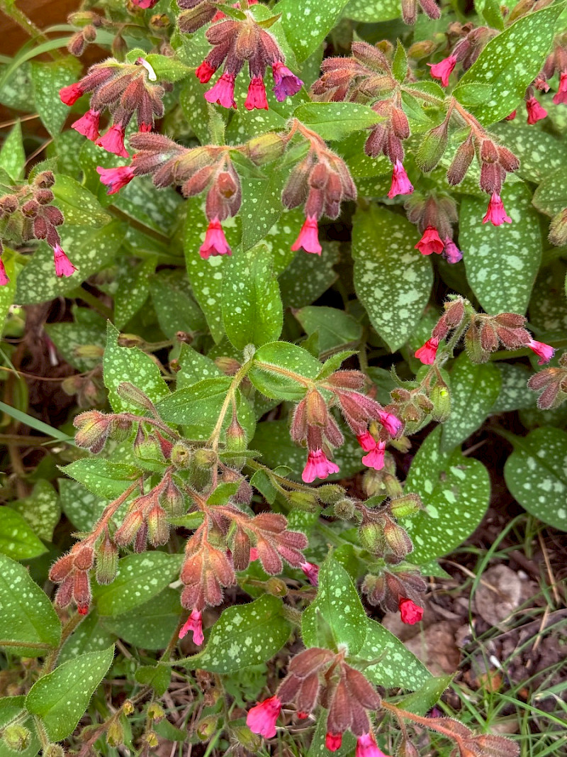 Pulmonaria officinalis - &copy; Charles Hipkin