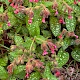 Pulmonaria officinalis