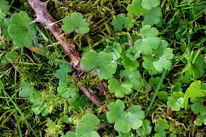 Meadow Saxifrage: Saxifraga granulata