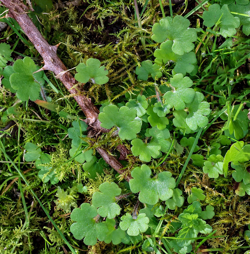 Saxifraga granulata - &copy; Charles Hipkin