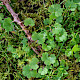 Saxifraga granulata